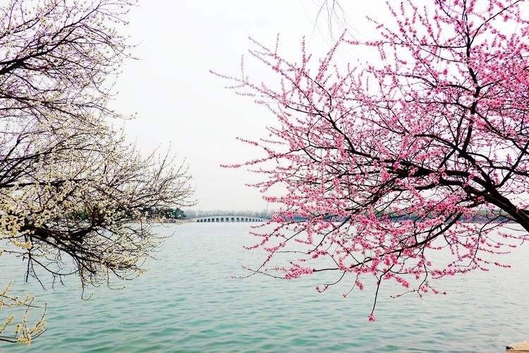 讲解！温柔点的名字“桃红柳绿”