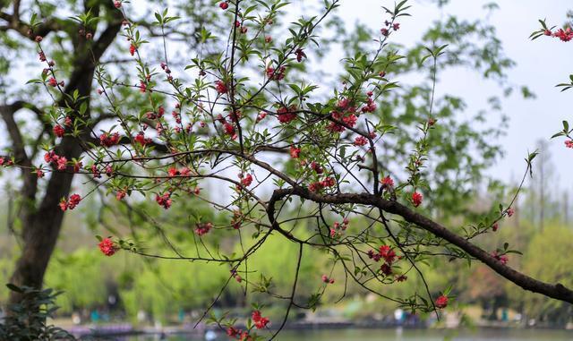 详情！安琪流泪的眼“桃红柳绿”
