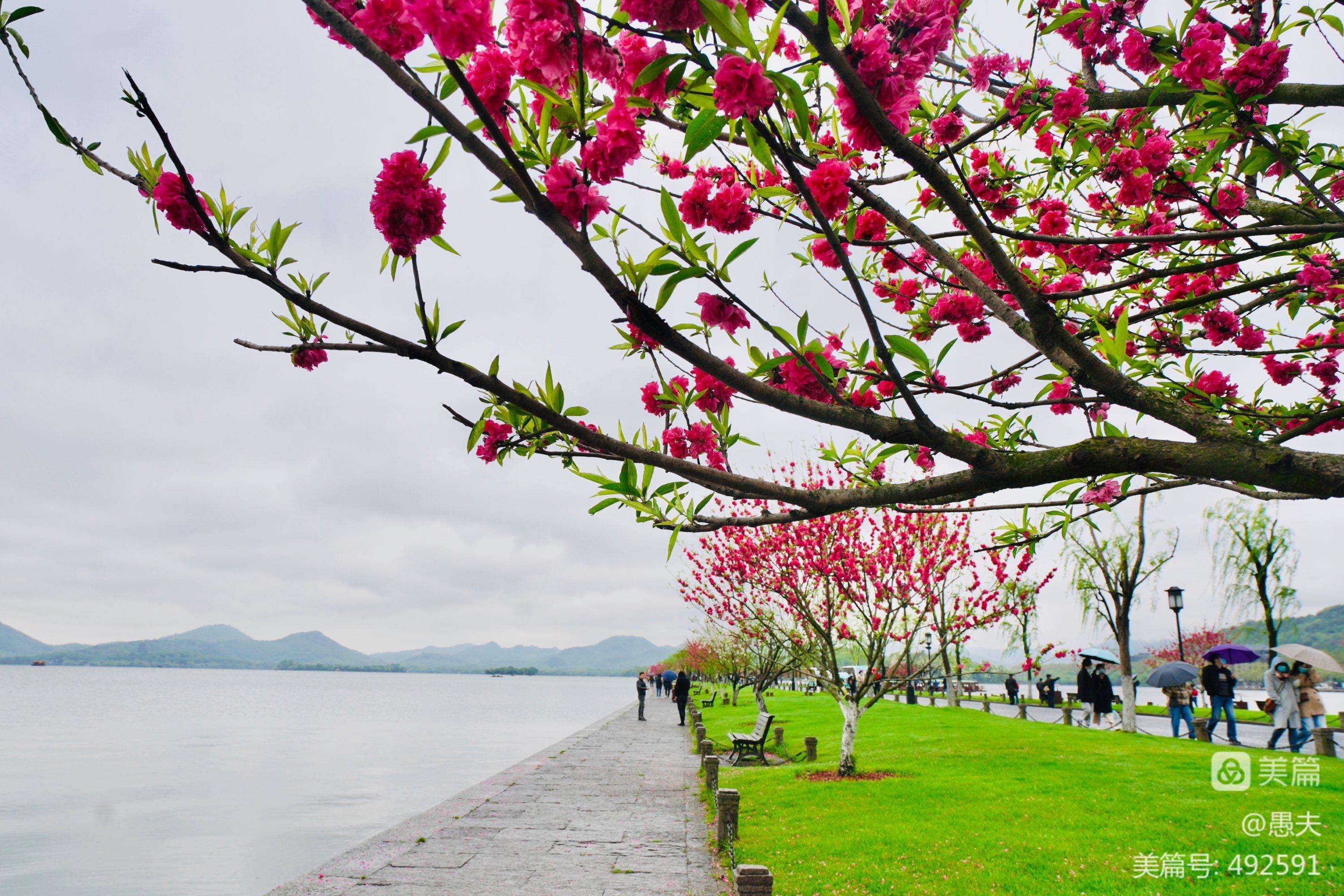 详情！安琪流泪的眼“桃红柳绿”