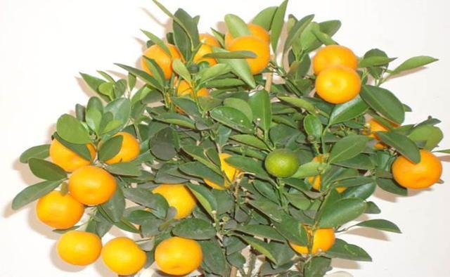 达人分享！招财是女人什么器官“桃红柳绿”