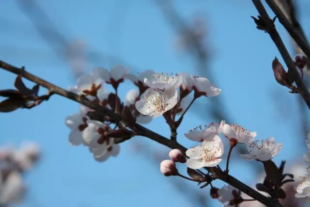 分析！电视上有趣的广告语“桃红柳绿”