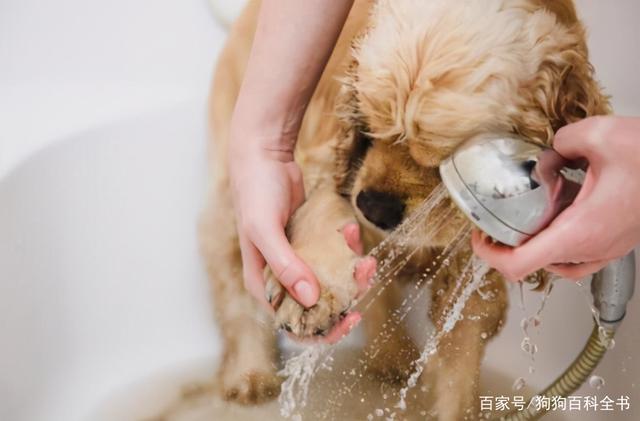 讲解！杭州规定遛狗时间“空谷幽兰”