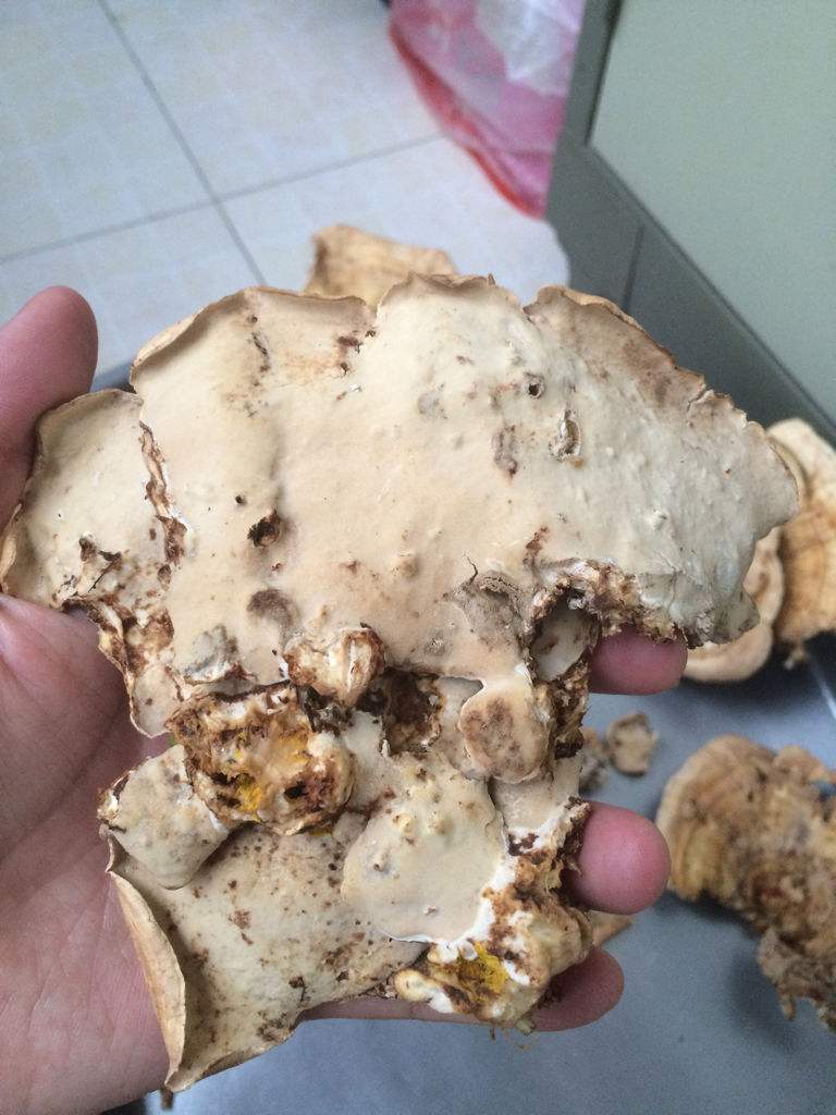 达人分享！棕树花苞吃法大全“一抹红尘”