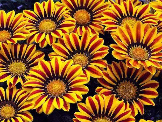 达人分享！国家勋章材质“空谷幽兰”