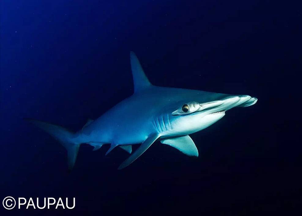 达人分享！世界上最大的鱼类是什么“冰清水冷”