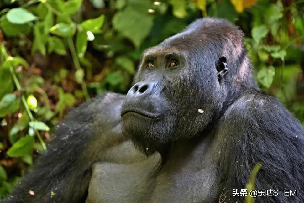 达人分享！世界上最大的鱼类是什么“冰清水冷”