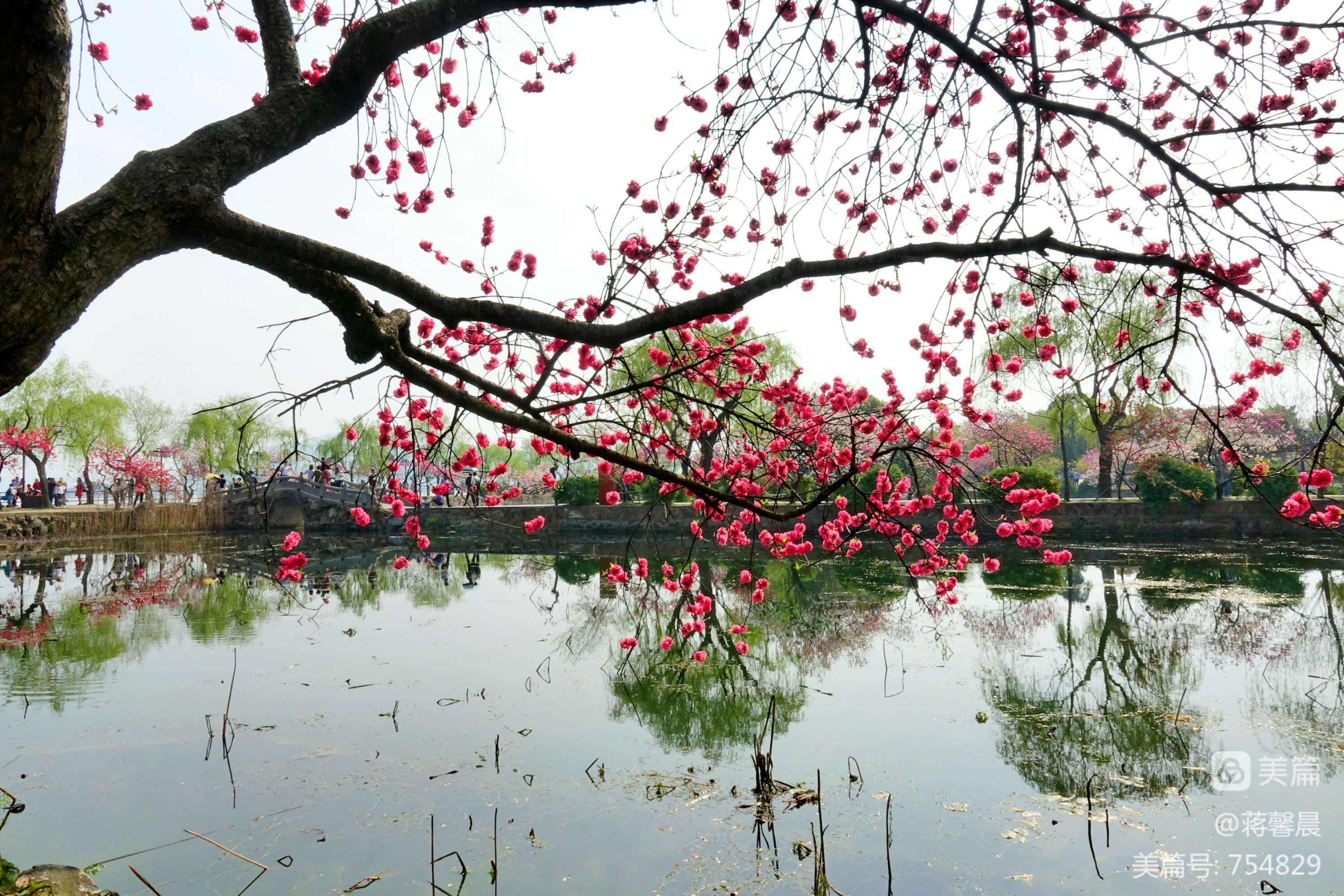 讲解！小满节气诗谚“桃红柳绿”