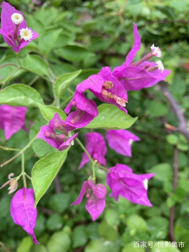 达人分享！夏季雨后蛙声一片“夏花依旧”