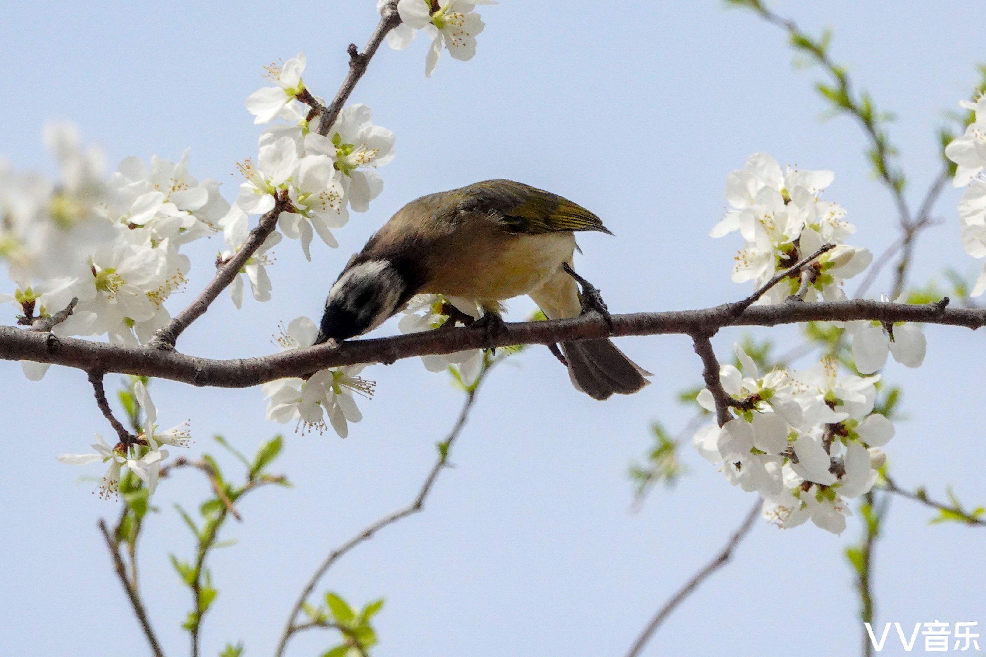 分析！什么叫号外“桃红柳绿”