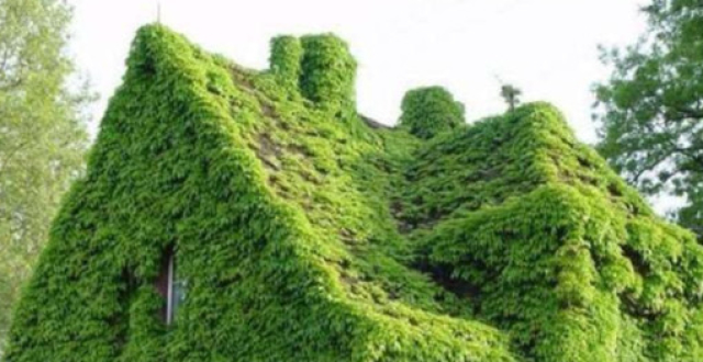 讲解！爬山虎吃肉