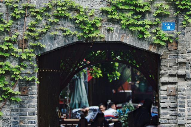 讲解！爬山虎吃肉