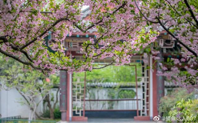 达人分享！127号文“桃红柳绿”