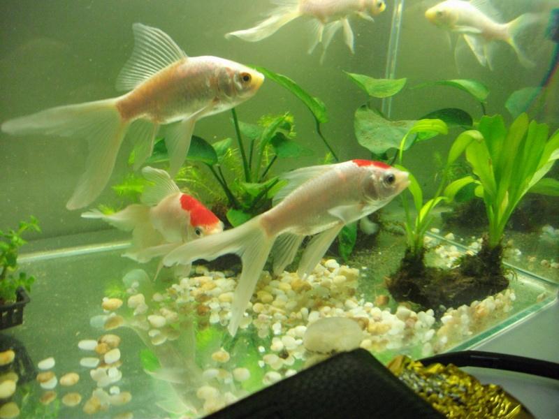 达人分享！世界上最大的鱼类是什么“空谷幽兰”