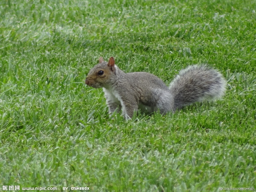 分析！虾夷族“高情逸态”