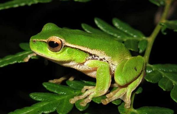 分析！关于青蛙的资料“郢中白雪”