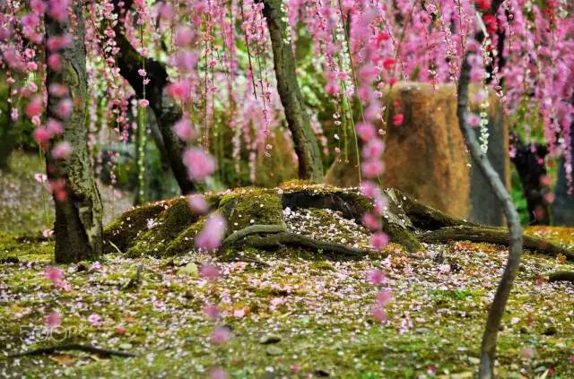 讲解！网易邮箱有多少用户“桃红柳绿”