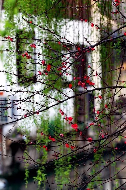 讲解！网易邮箱有多少用户“桃红柳绿”