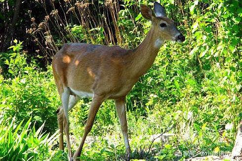 讲解！春节是否严格防疫“夏花依旧”