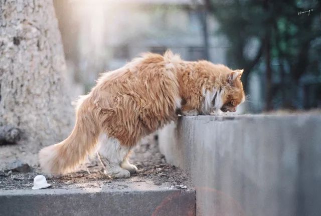 分析！定格的意思“高情逸态”