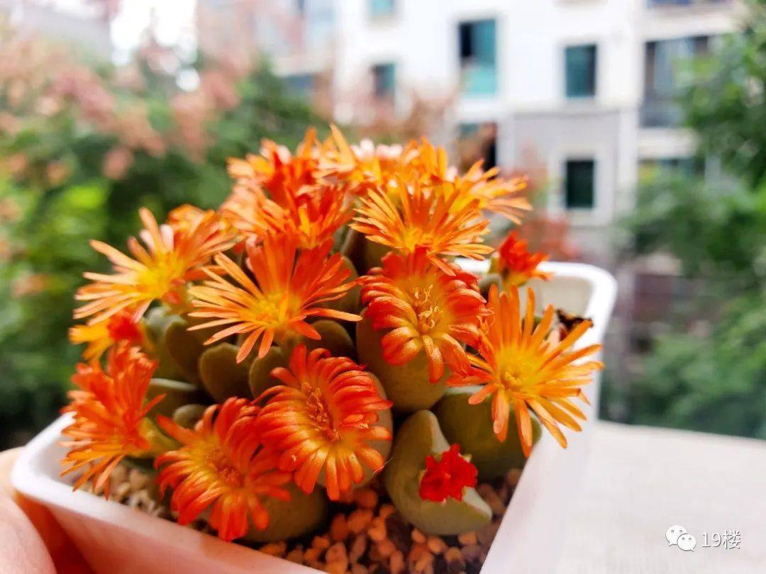 详情！附近人100元一次去她家“郢中白雪”