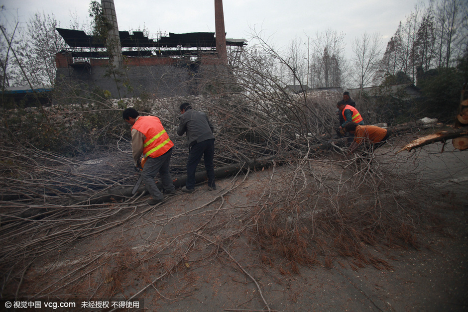 分析！水杉移栽“冰清水冷”