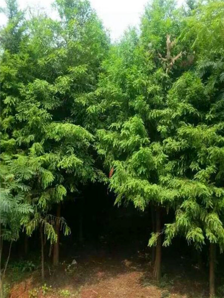 分析！水杉移栽“冰清水冷”