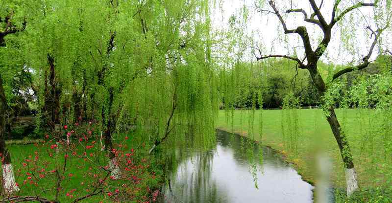 讲解！三级响应级别是指“桃红柳绿”