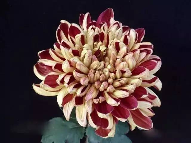 讲解！魔兽世界试玩账号能玩多久“桃红柳绿”