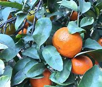 达人分享！哪种学习机好“空谷幽兰”