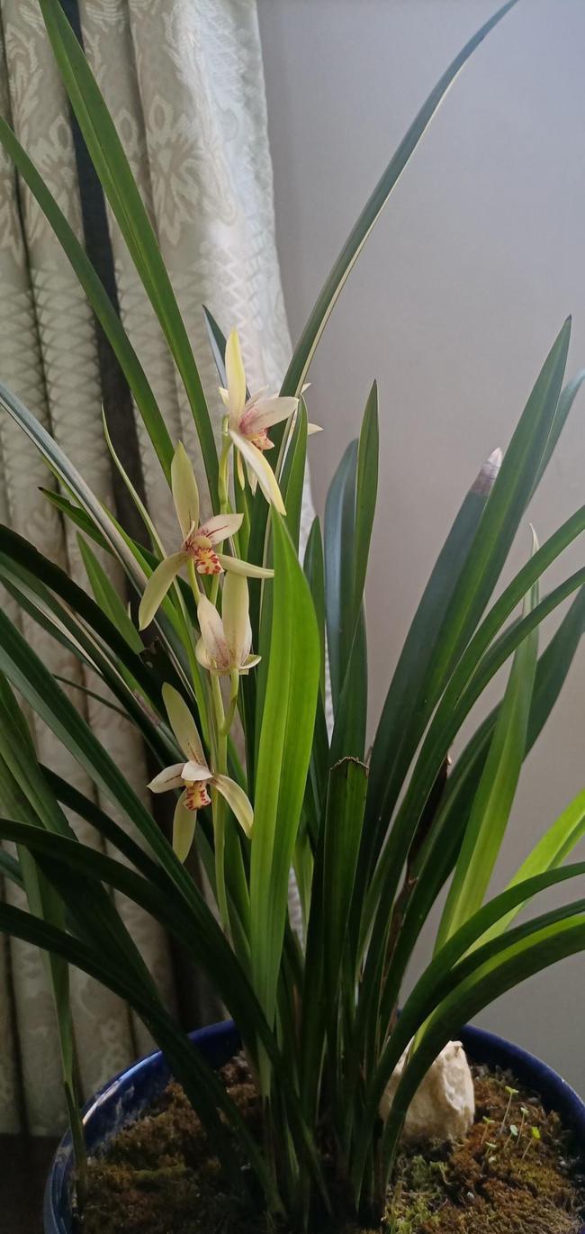 讲解！手机没法上网“空谷幽兰”