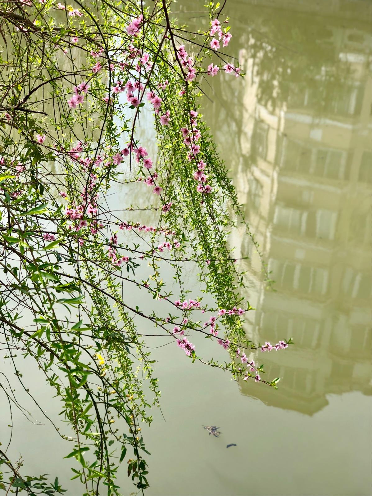 达人分享！摩斯密码教程“桃红柳绿”