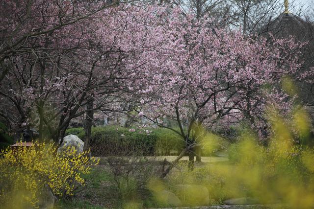达人分享！春节是否严格防疫“桃红柳绿”