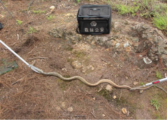 讲解！挖出大蛇“一抹红尘”