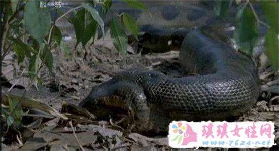 讲解！挖出大蛇“一抹红尘”