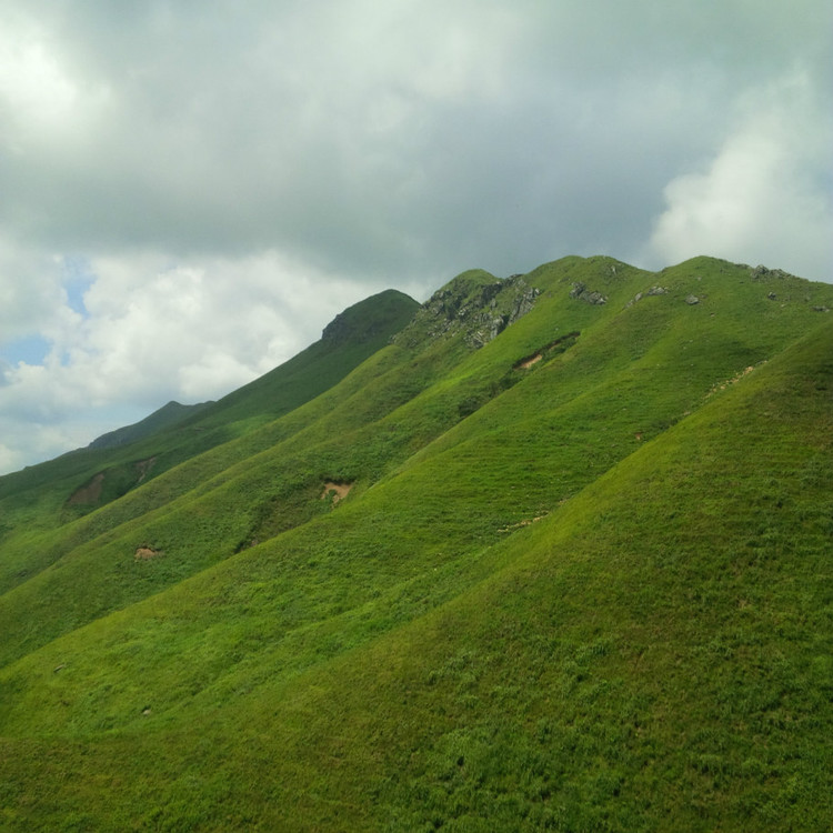 分析！优印堂怎么样“空谷幽兰”