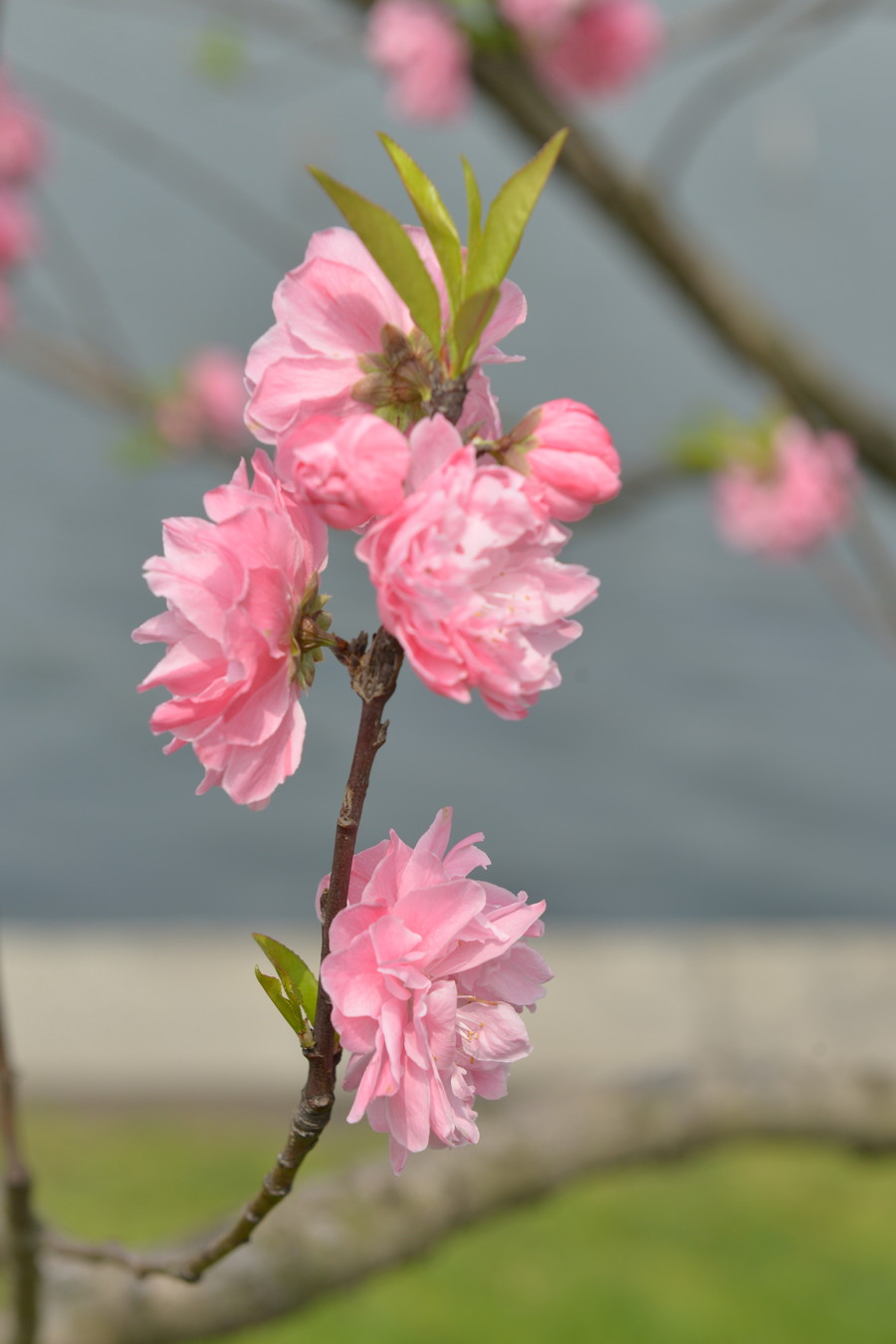 讲解！输入对方手机直接定位“桃红柳绿”