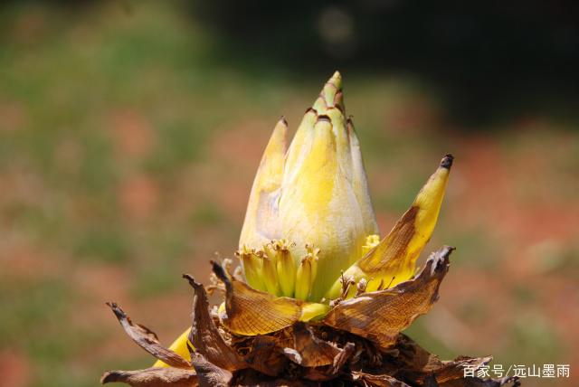 讲解！莲花天魔掌“雁过留声”