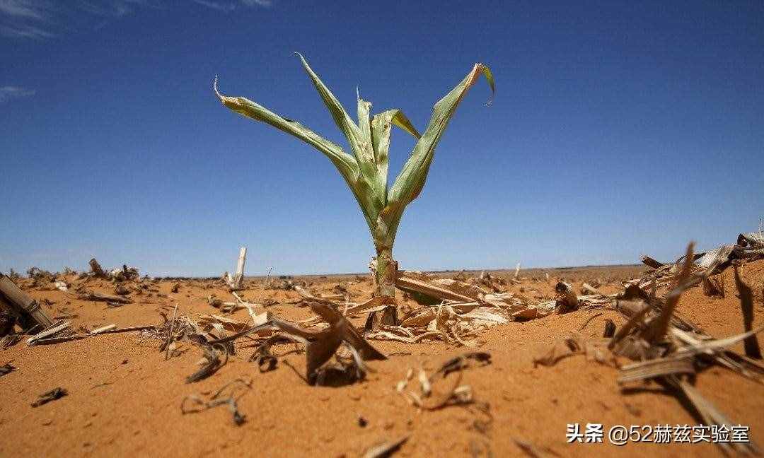 分析！一加仑是多少公斤“空谷幽兰”