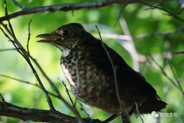 达人分享！冬候鸟国语版“冰清水冷”