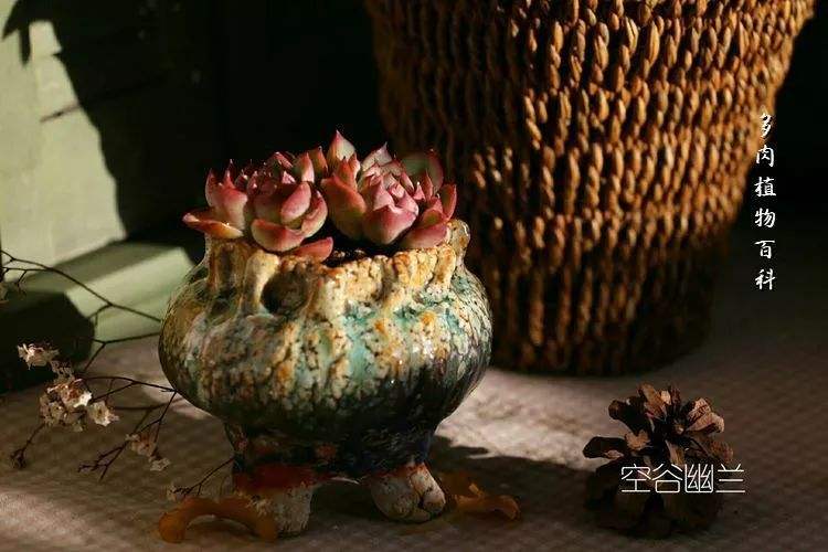 达人分享！一小时多少秒“空谷幽兰”