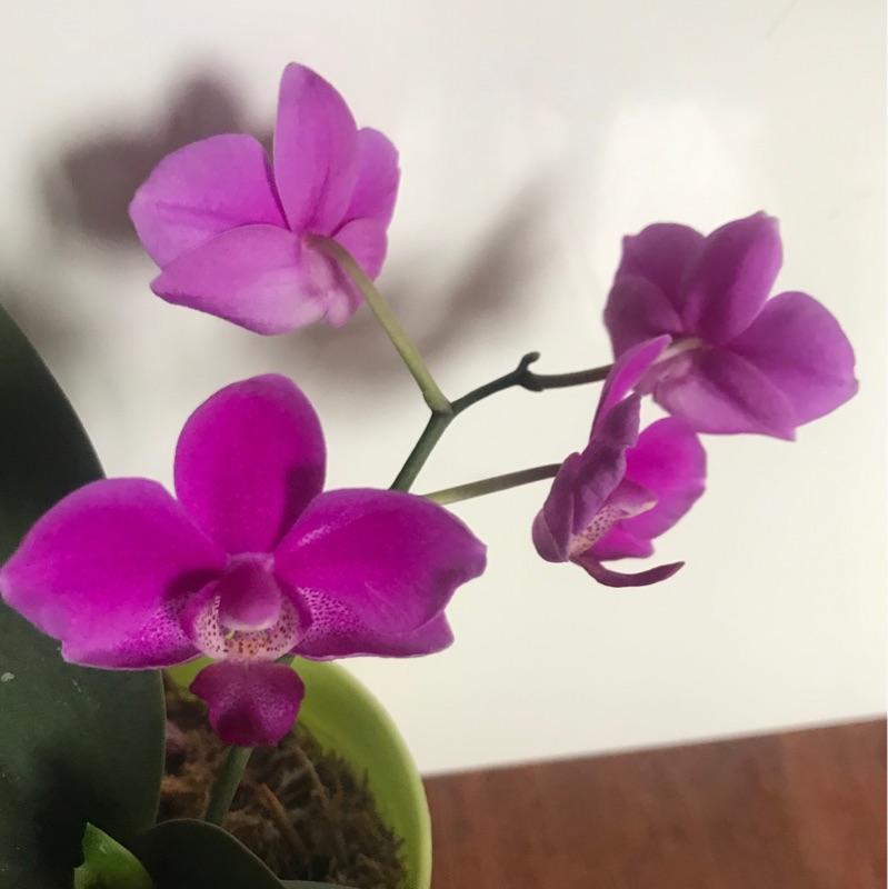 达人分享！三十首中秋古诗“空谷幽兰”