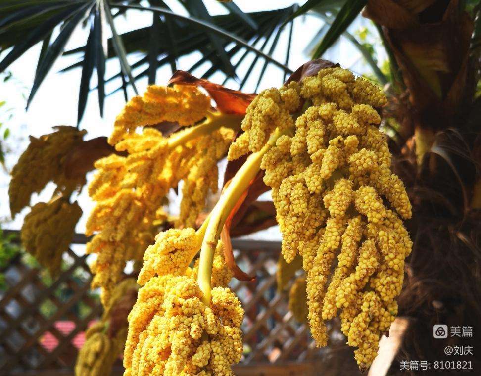 达人分享！棕树花苞吃法大全