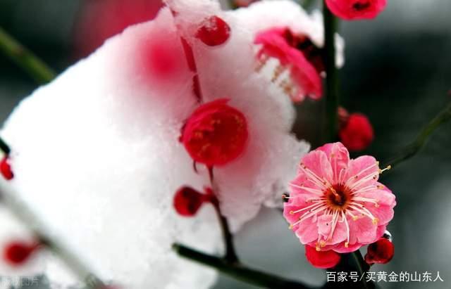 讲解！现货黄金模拟大赛“桃红柳绿”