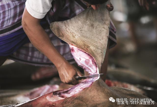 分析！软弱的鲨鱼“高情逸态”