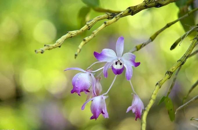 分析！私人调查收费“空谷幽兰”