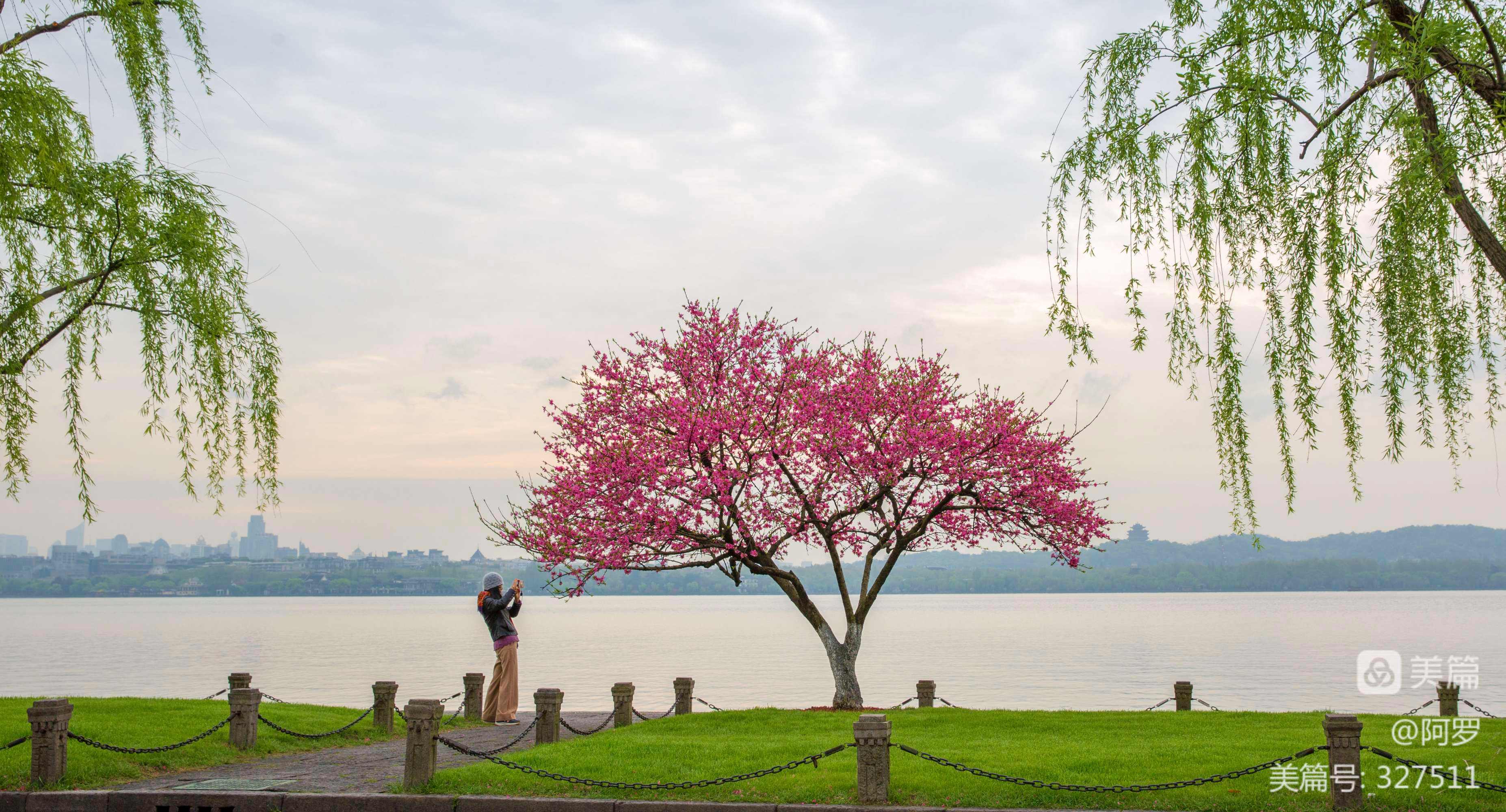 讲解！美国多少人口2020“桃红柳绿”