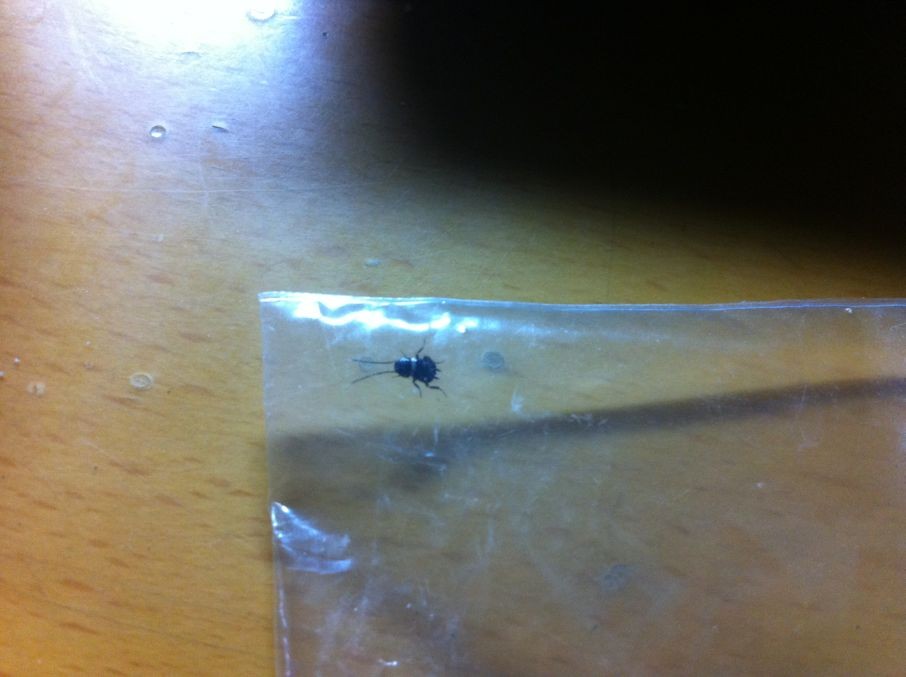 达人分享！隐翅虫主要分布在哪里“冰清水冷”