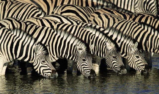 达人分享！斑马线和斑马有什么关系“空谷幽兰”