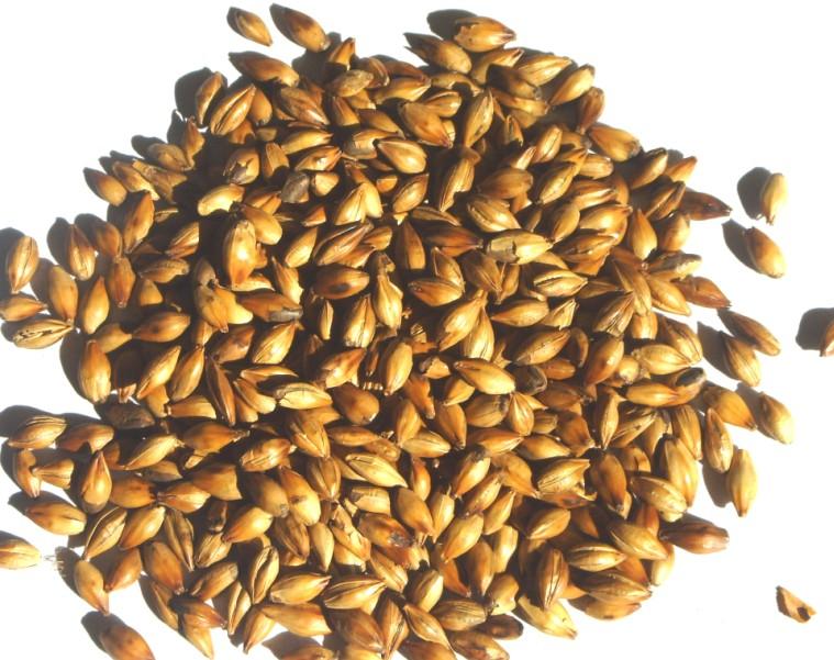 详情!麦芽网登陆"星星点点"