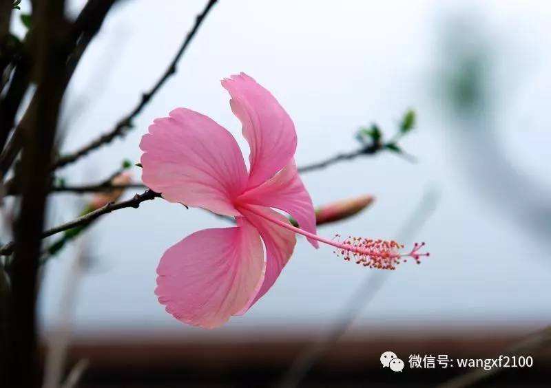 讲解！一米海岸“一抹红尘”